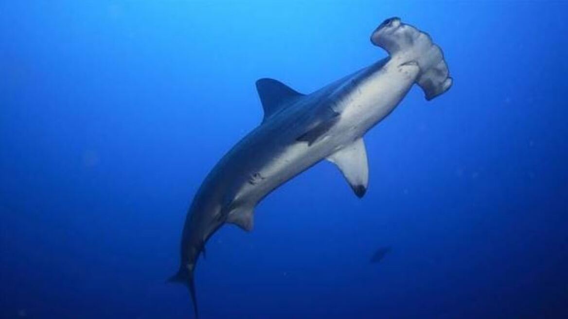 Εντυπωσιακό βίντεο: Σφυροκέφαλος καρχαρίας κυνηγά τόνο δίπλα σε σκάφος ψαράδων